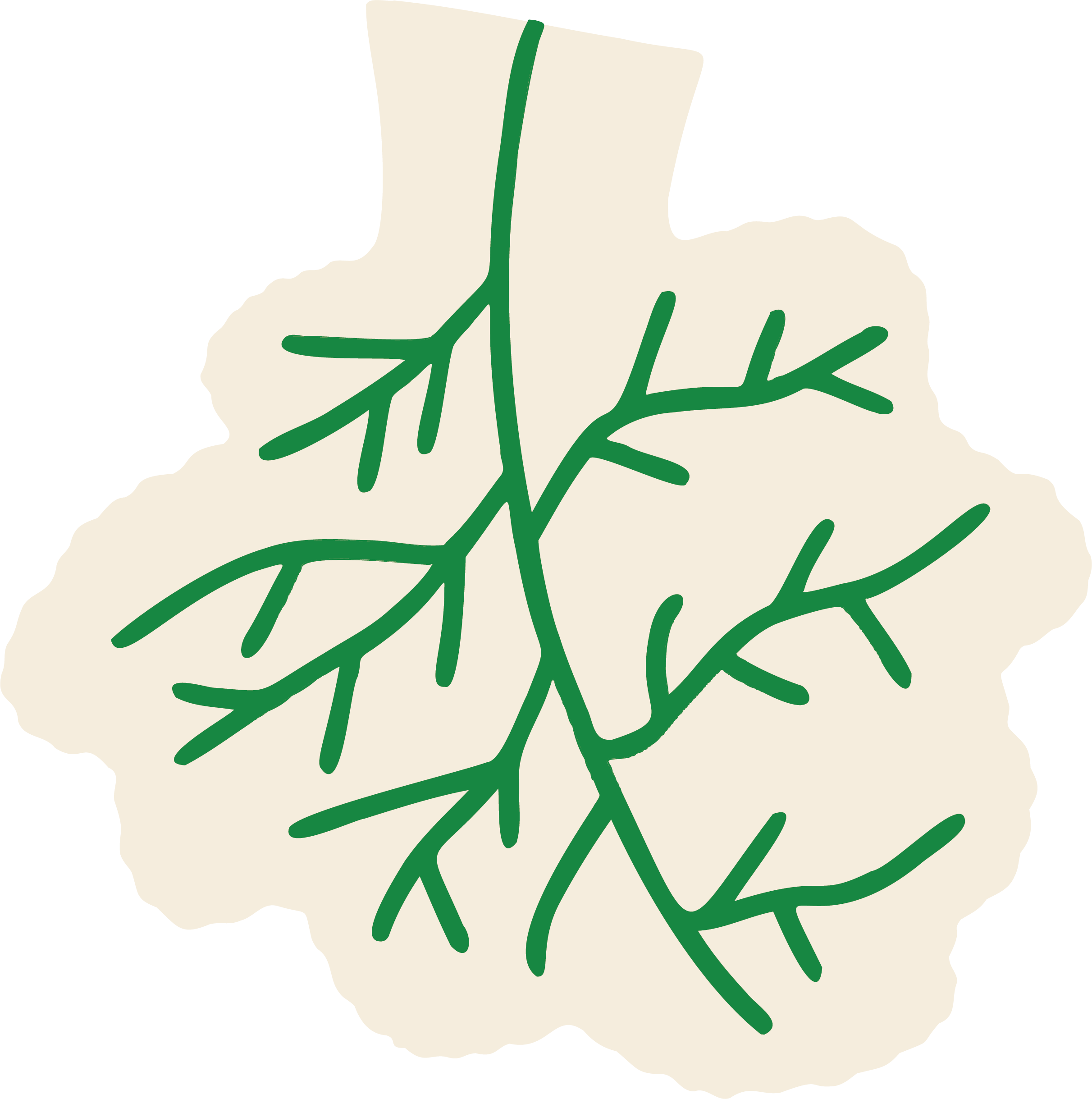 coliflor